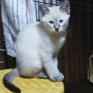 キリッとイケメンなのにビビりのジョー