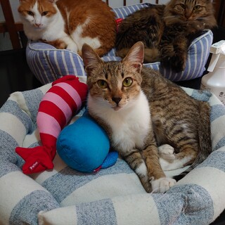 オテンバ女のコ！