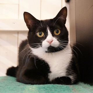 ぱっちり目の可愛いハチワレ靴下ミン