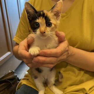 三毛猫みーちゃん