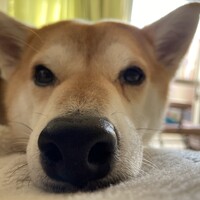 らん