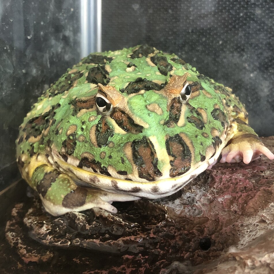 ごろうまるのカバー写真