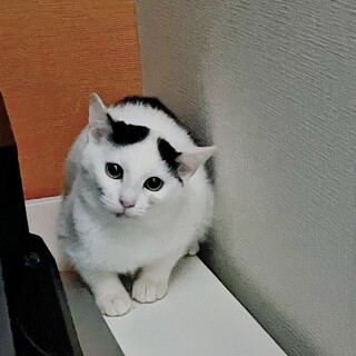 一度家族が決まったのに帰ってきたみいちゃん