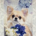☆あかりちゃん☆里親さま決定☆