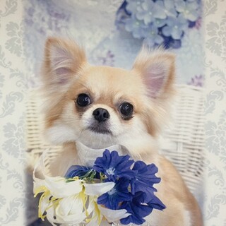 ☆あかりちゃん☆里親さま決定☆