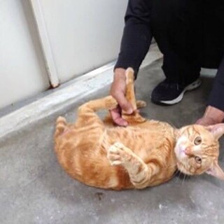 尊い命を救いませんか　茶トラの男の子【県外譲渡可