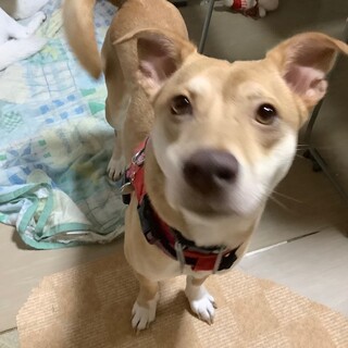 「コロン」女の子