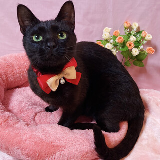 人間大好き！人懐っこい黒猫『ジジ』１歳