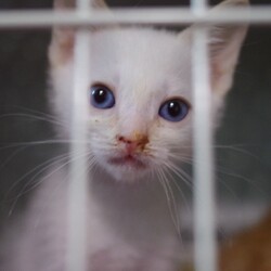 「預かり子猫さんたち4人！」サムネイル2