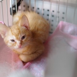 「預かり子猫さんたち4人！」サムネイル3