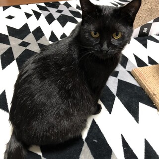黒猫ちゃん！