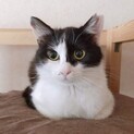 ツンデレ黒白女子ෆ⃛いちごちゃん