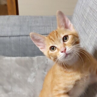 キューくん^_^緊急里親募集中！！