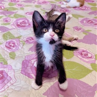 タキシード男子のリッキーくん❣