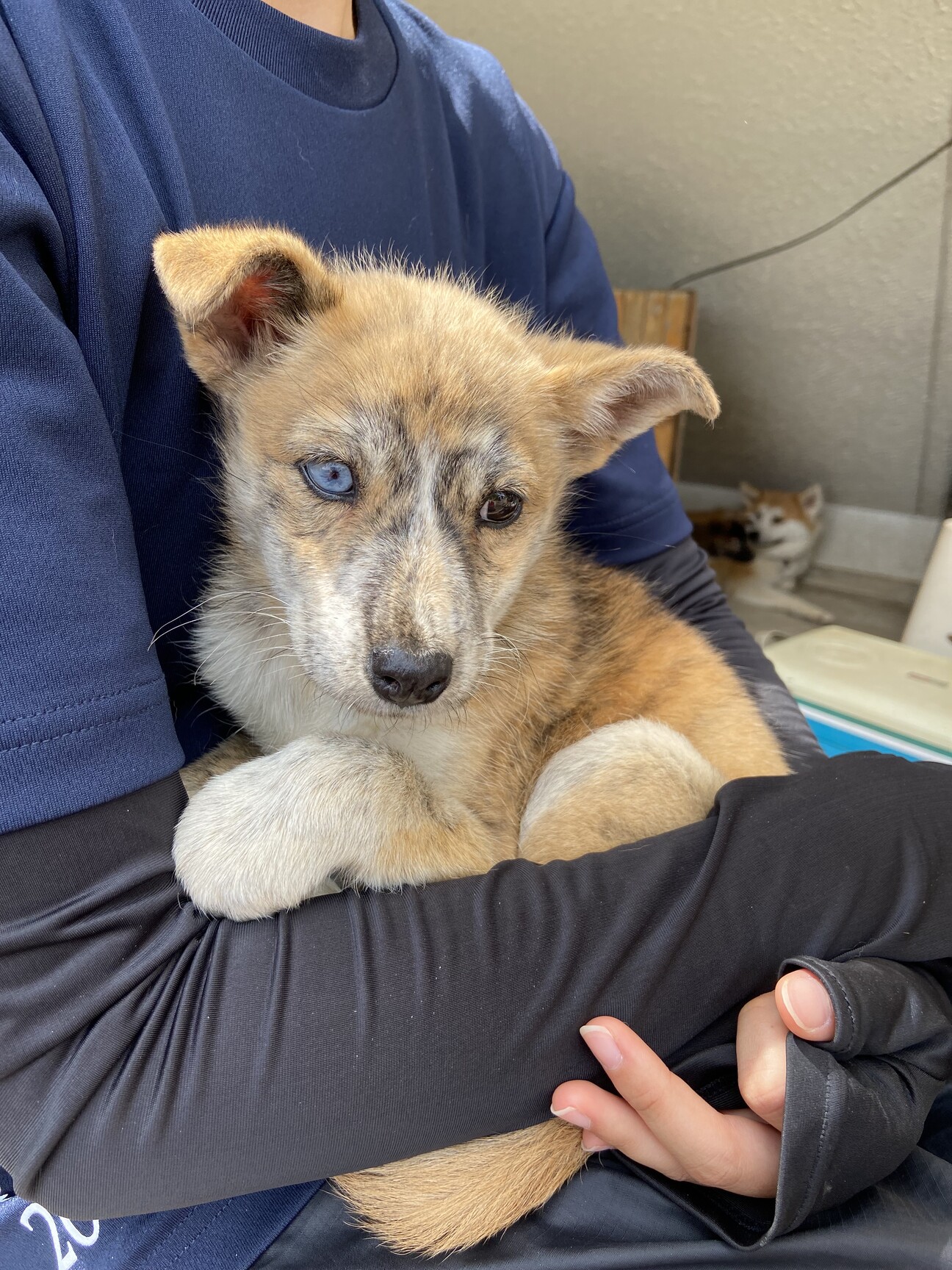 虎毛でオッドアイの女の子 福岡県 犬の里親募集 ペットのおうち 月間利用者150万人