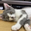【二ヶ月♂】ひふみくん