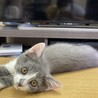 【二ヶ月♂】ひふみくん サムネイル2