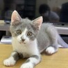 【二ヶ月♂】ひふみくん サムネイル3