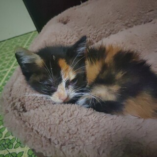 三毛と言っていいのか？雑種の子猫です。