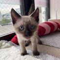 【二ヶ月♀】シャム　みらいちゃん
