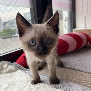 【二ヶ月♀】シャム　みらいちゃん