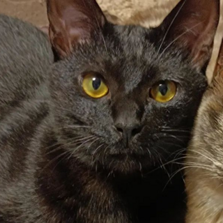 6/19石巻で譲渡会！黒猫兄妹「陽仁（はると）」