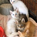 2ヶ月7匹兄弟
