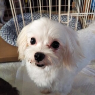 マルチーズのるんちゃんです❤️