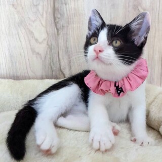 スリスリゴロゴロの甘えん坊のにいちちゃん