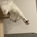 ノルウェージャン1歳メス
