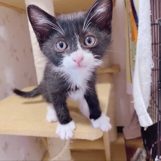 おとなしめの男の子ケンタくん❣