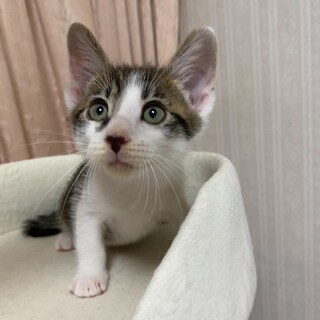 可愛いキジ白の男の子