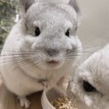 チンチラ10ヶ月女の子