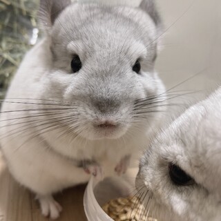 チンチラ10ヶ月女の子