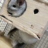 チンチラ10ヶ月女の子 サムネイル2