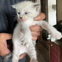 【シャム系兄弟】かわいいシャム系