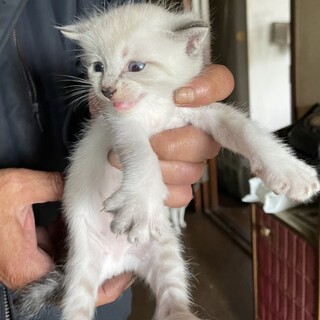 【シャム系兄弟】かわいいシャム系