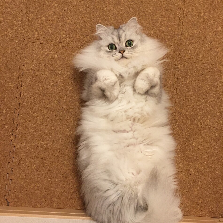 チーのカバー写真