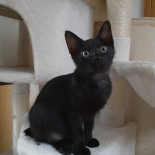 人間大好き黒猫ちゃん