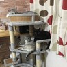 ビビ♡ココ♡夢々　