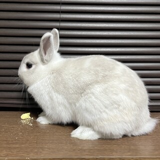 しろうさぎ