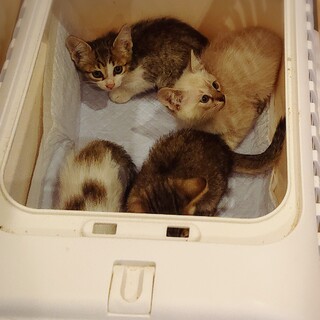 元気ハツラツ兄弟