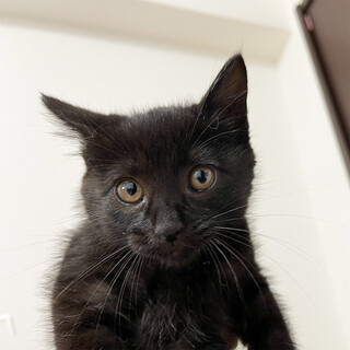 【キュートな黒猫】おてんばちゃん２ヶ月
