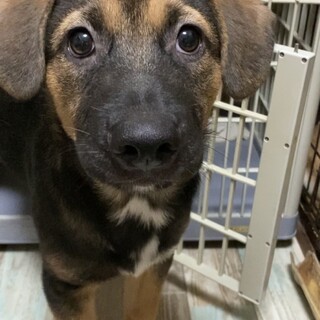 ずっとのおうちを探しています。