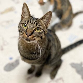 【6/19譲渡会】リズムくん ★動画あり