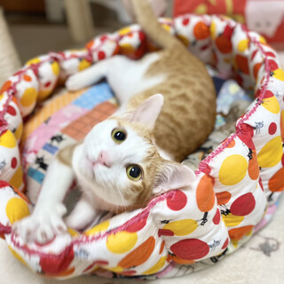 【6/19譲渡会】メルくん ★動画あり