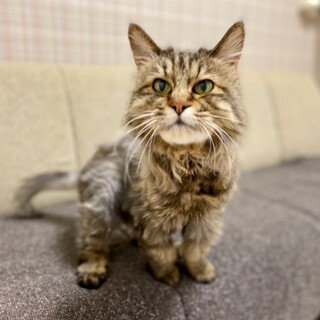 【6/19譲渡会】ちよちゃん