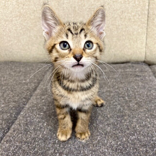 【6/19譲渡会】むつおくん