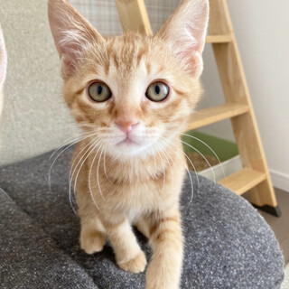 【6/19譲渡会】こいちゃくん