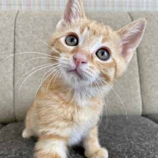 【6/19譲渡会】うすちゃくん